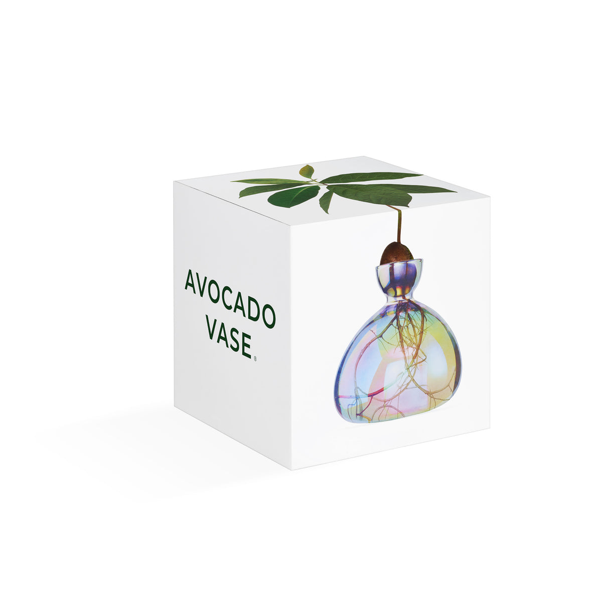 Avocado Vase - Cosmic Astra
