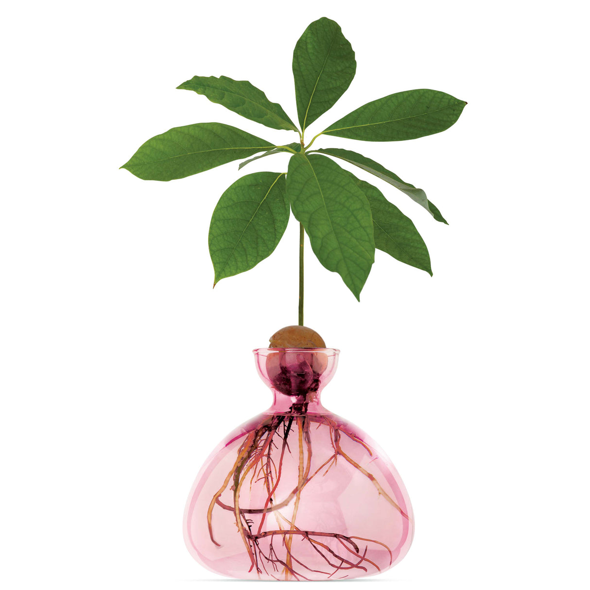 Avocado Vase - Rose Pink