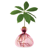 Avocado Vase - Rose Pink